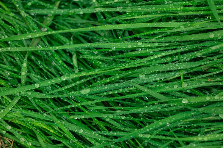 Valokuvataide Details of grass