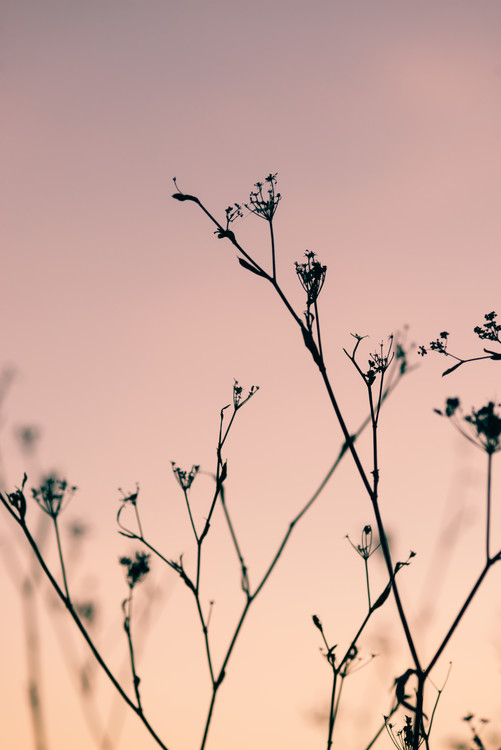 Valokuvataide Dried plants on a pink sunset