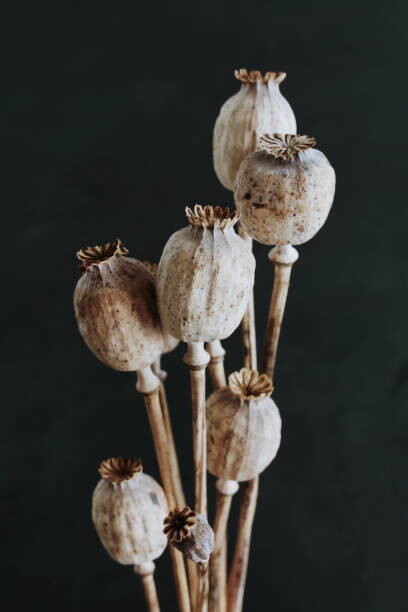 Art Photography Dried poppy heads with stem isolated on black background. Floral card. Botanical aesthetic poster