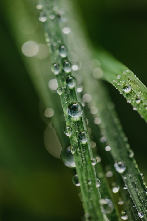 Valokuvataide Drops on plants
