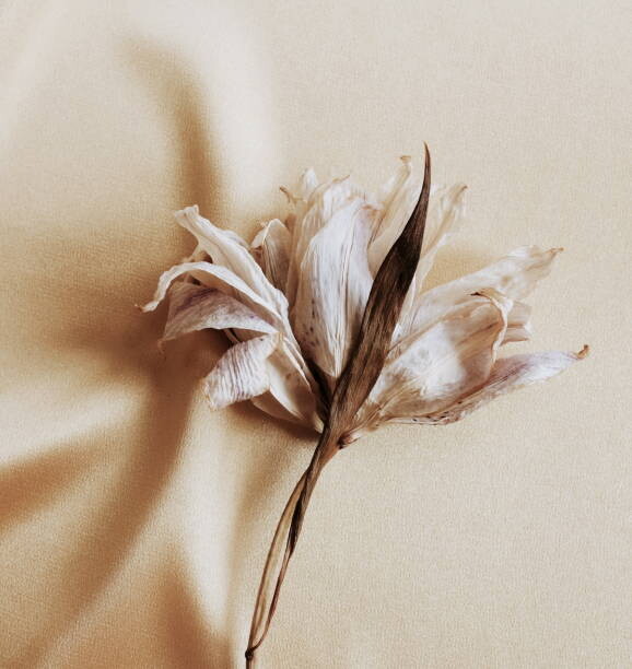 Art Photography dry flower lily close up on beige silk  background . macro flower.Minimal floral card. Fine art poster