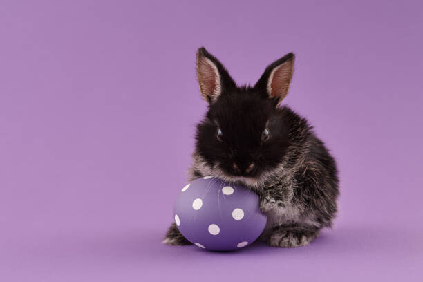 Art Photography Easter bunny rabbit with egg on purple background