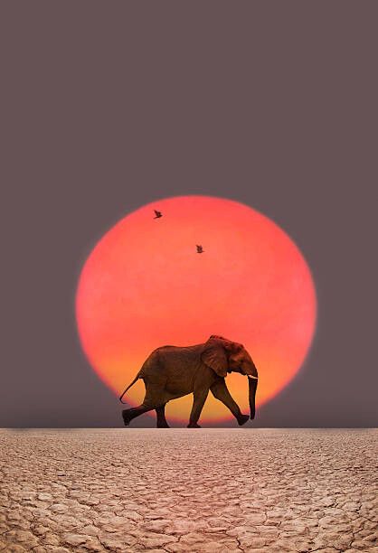 Art Photography Elephant walking.