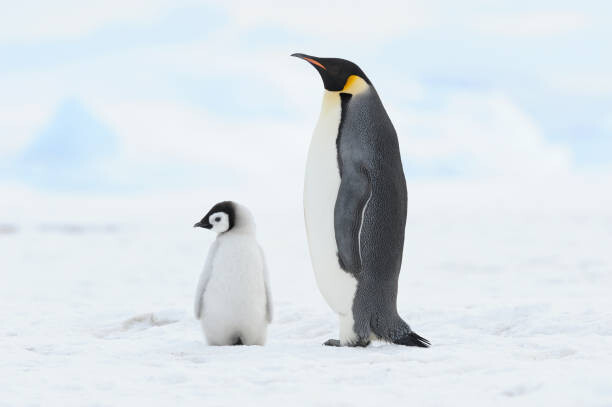 Art Photography Emperor penguin , chick and adult.