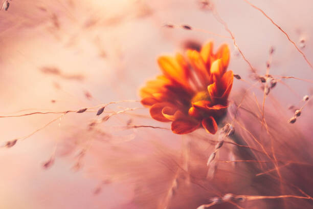 Art Photography Ethereal looking ornamental grass with orange dahlia