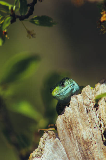 Art Photography European green lizard (Lacerta viridis)