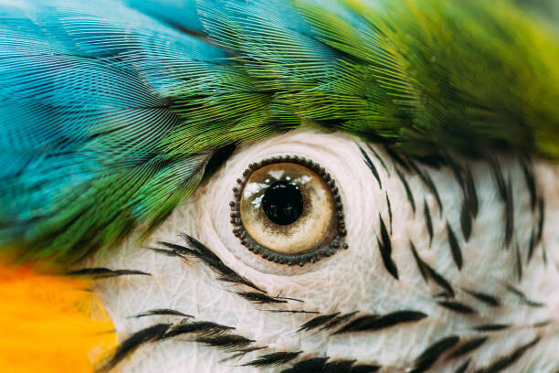 Art Photography Eye Of Blue-and-yellow Macaw Also Known