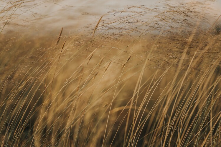 Art Photography Field at golden hour