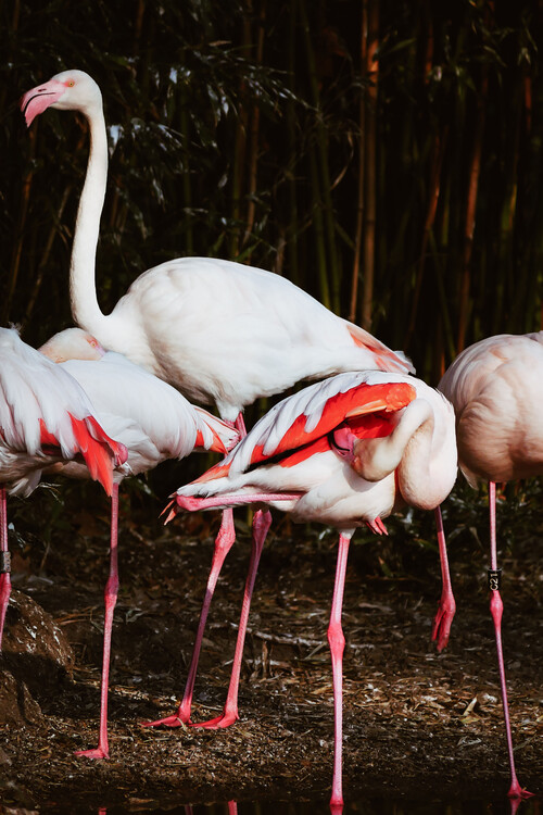 Art Photography Flamingo Budies