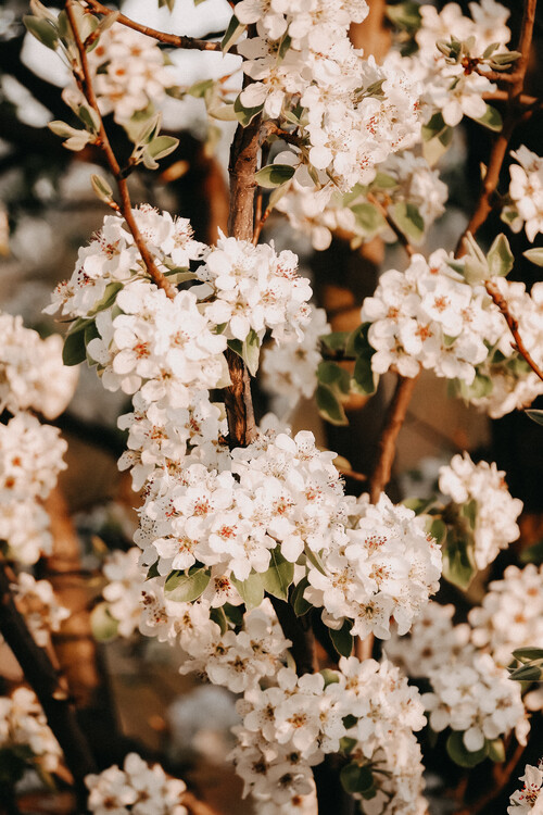 Taide valokuvaus Flower madness