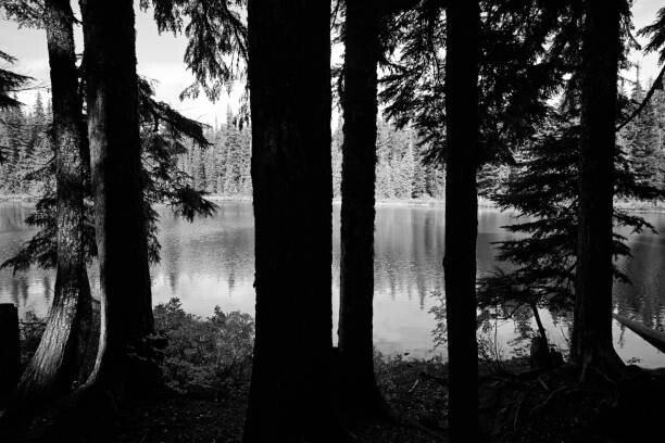 Art Photography Forest lake