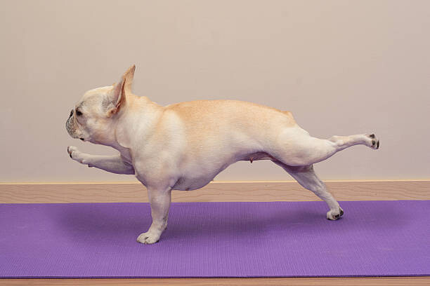 Arte Fotográfica French Bulldog in Yoga Pose -