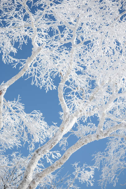 Art Photography Frost covered branches against blue sky