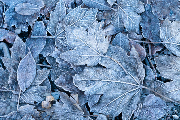 Frosty autumn leaves background, DuchesseArt | Posters, Art Prints ...