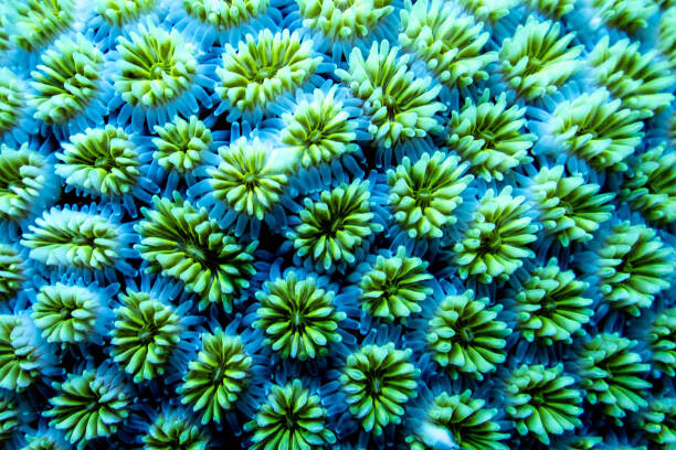Art Photography Full frame shot of blue flowering plants,Maldives