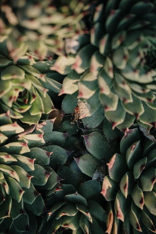 Arte Fotográfica Garden cactus leaves