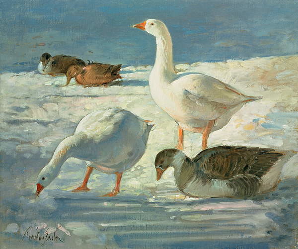 Canvas Print Geese and Mallards, 2000