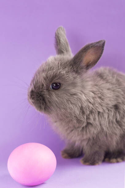 Art Photography Gentle cute gray rabbit sits on
