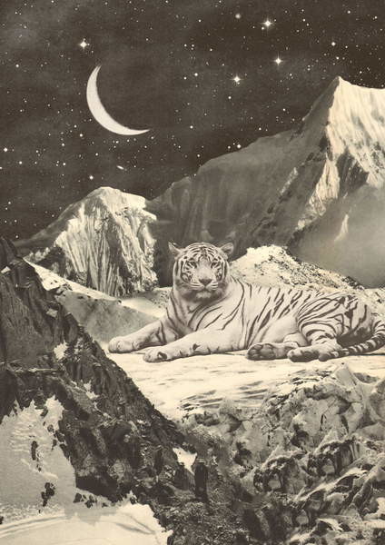 Fine Art Print Giant White Tiger in Mountains