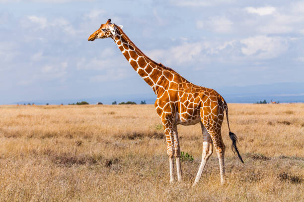 Art Photography Giraffes in the savannah, Kenya