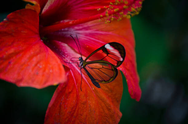 Art Photography Glasswing  butterfly on red flower,
