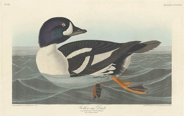 Canvas Print Golden-eye Duck, 1836