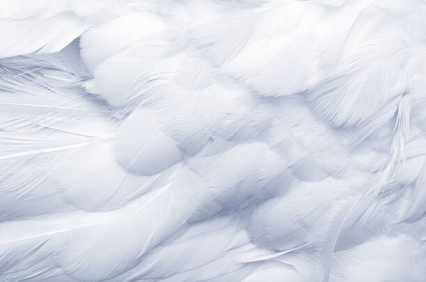 Valokuvataide Goose Feathers Background