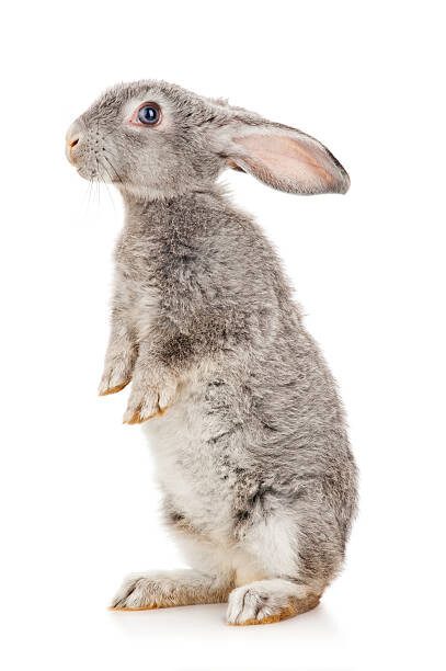 Art Photography Gray rabbit