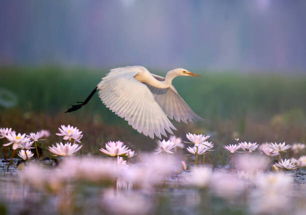 Art Photography Great Egret iflying in  water lily pond