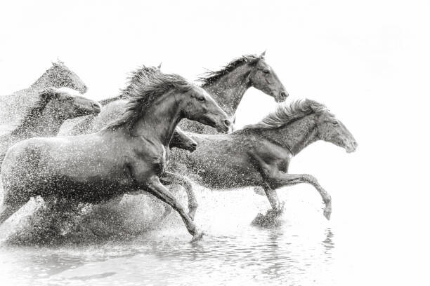Art Photography Herd of Wild Horses Running in Water