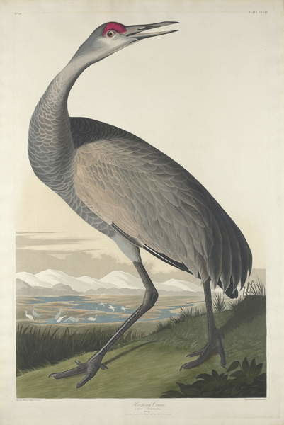 Fine Art Print Hooping Crane, 1835