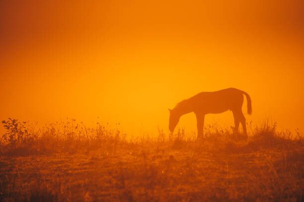 Art Photography Horse silhouette on morning meadow. Orange