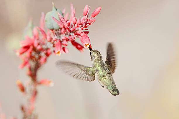 Art Photography Hummingbird at desert flowers