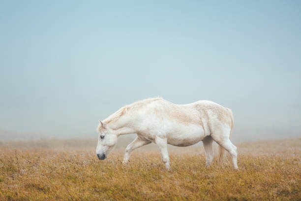Art Photography Icelandic Horse On Pasture