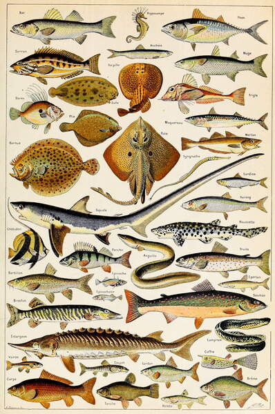fishes illustracion Poster Vintage Fishes illustrated Fishes illustrated fishes wallpaper fishes art fishes print -fishes decor