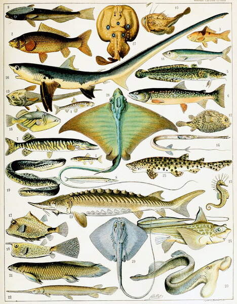 Illustration of Fish  | Reproductions of famous paintings for your  wall