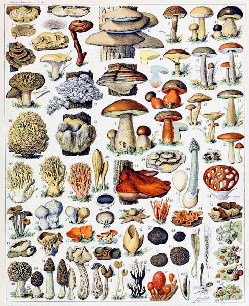 Canvas Print Illustration of  Mushrooms  c.1923