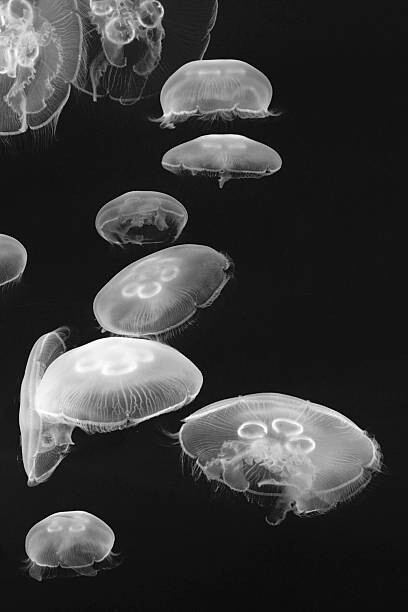 Valokuvataide Jellyfish