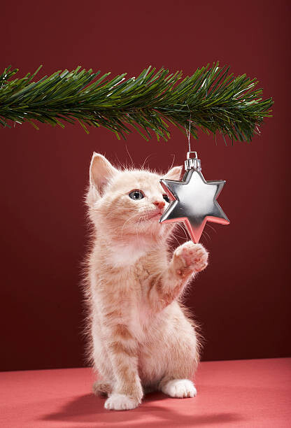 Art Photography Kitten pawing Christmas decoration on tree