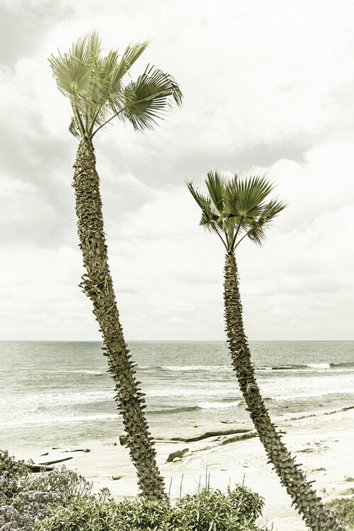 Art Photography La Jolla palm trees | Vintage