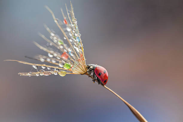 Art Photography Ladybug on dandelion