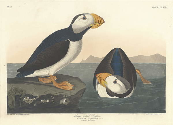 Canvas Print Large-billed Puffin, 1836