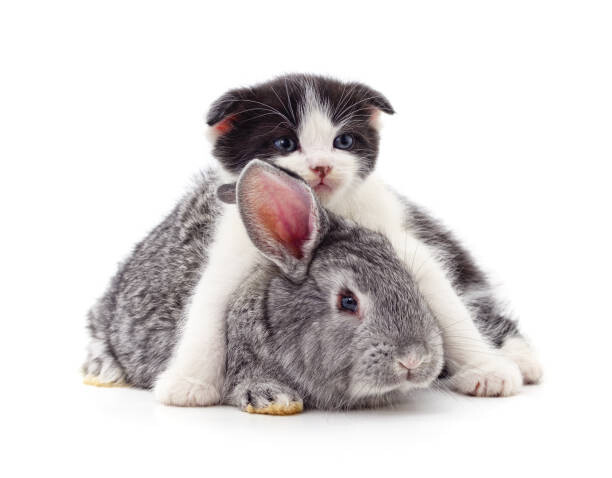 Art Photography Little kitty and bunny.