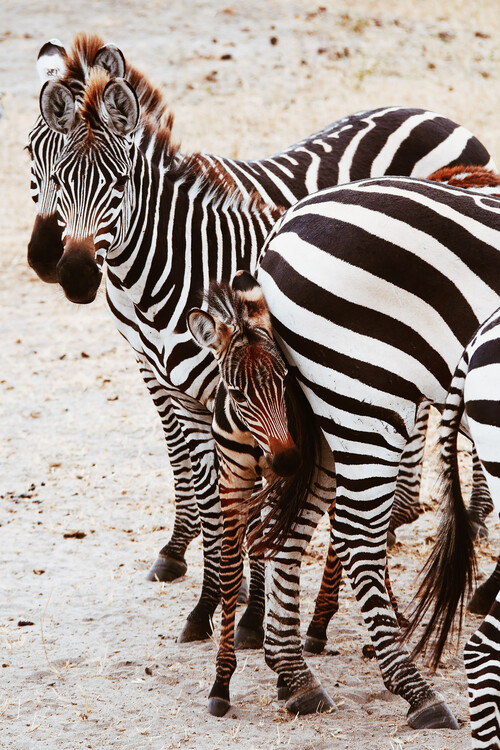 Art Photography Little zebra