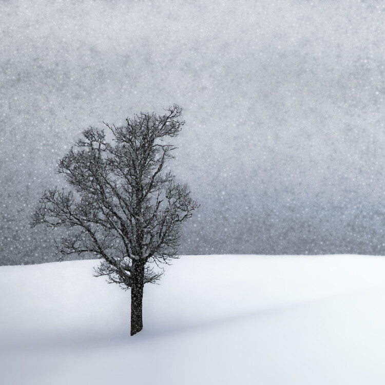 Valokuvataide LONELY TREE Idyllic Winterlandscape