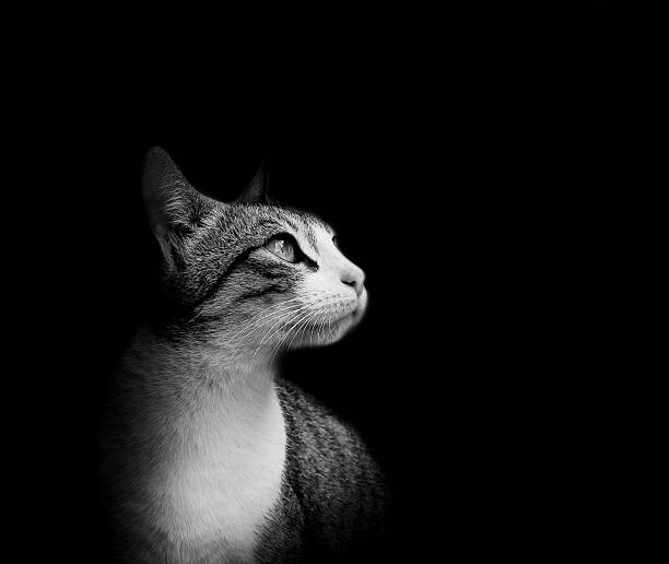 Art Photography Lovely European cat isolated on black background.