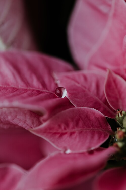 Art Photography Macro pink flowers
