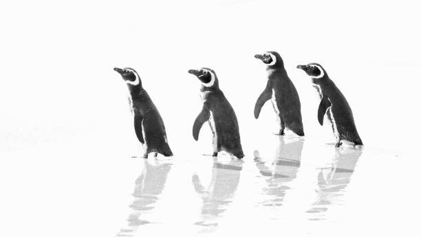 Art Photography Magellanic Penguin Marching Out to Sea