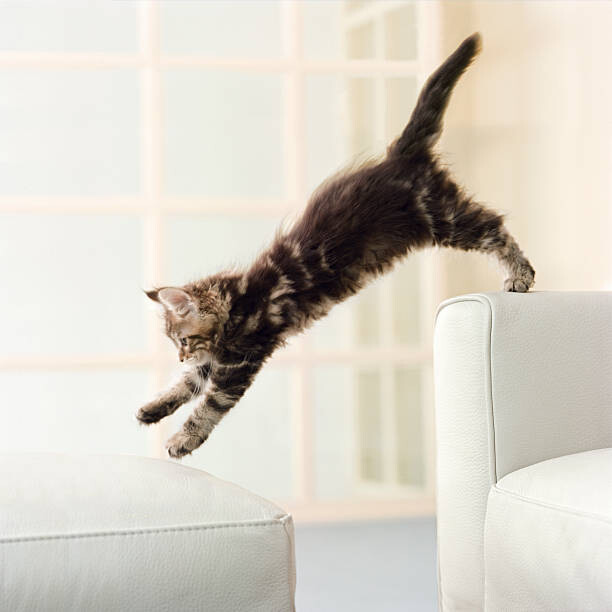 Art Photography Maine Coon kitten jumping from couch to ottoman