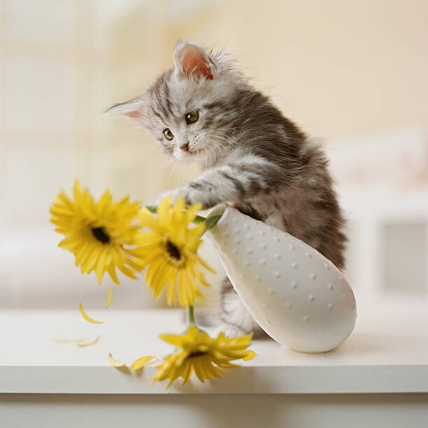 Art Photography Maine Coon Kitten knocking over yellow